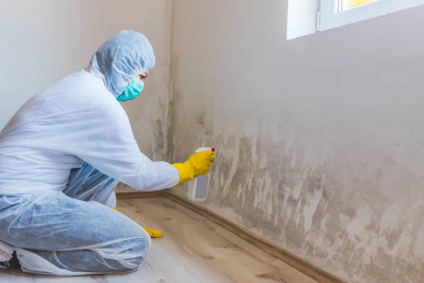 Licensed Black Mold Removal service in Hunt Valley, MD - WQB Mold Removal
