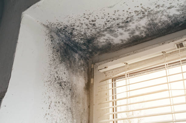 Affordable Black Mold Removal solutions in Hunt Valley, MD